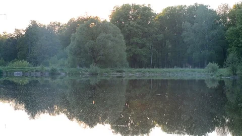 Lake pond in the sun reflected from the water, the light is poured, insects fly  Video stock 89862834