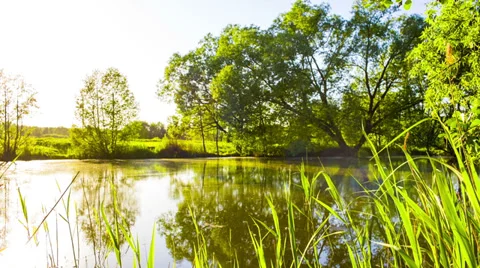 Lake pond with a tree Stock Footage 39083220
