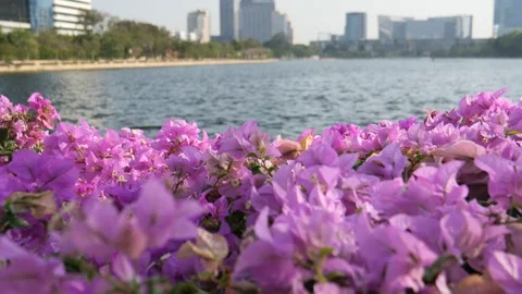 Lake in public park Stock Footage 278143250