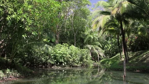 Lake in the rainforest Stock Footage 77531475