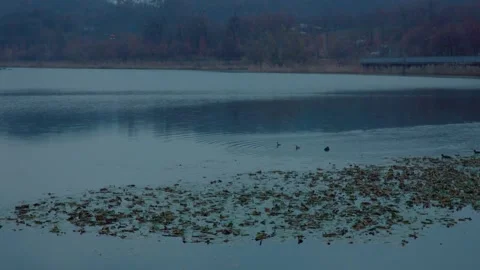 A lake in a rainy day Stock Footage 297140695