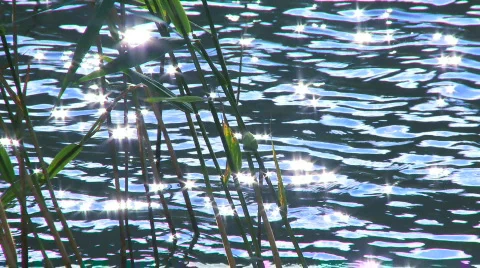Lake with reed around it Stock Footage