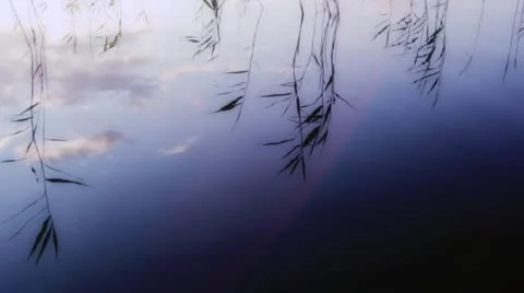 Lake reed, bulrush reflections Stock Footage