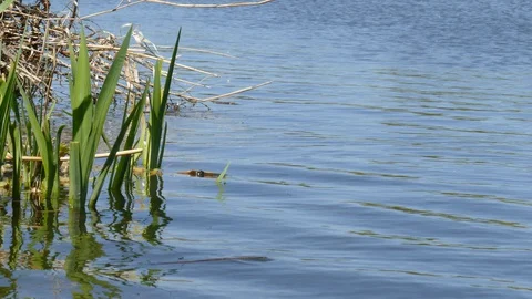 Lake with reed grass in spring, Germany, Europe Stock Footage 129543565