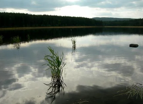 Lake with reed Stock Photos