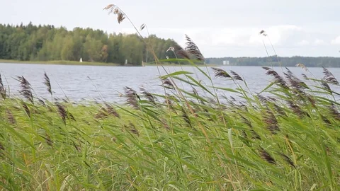 Lake reed swinging in the wind Stock Footage 118433728