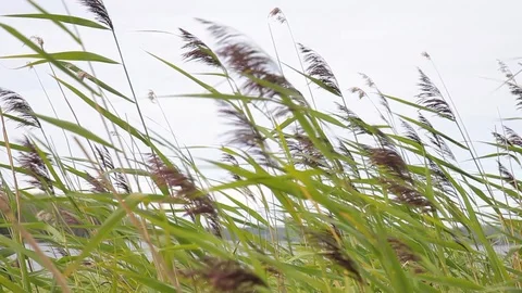 Lake reed swinging in the wind Stock Footage 118433775