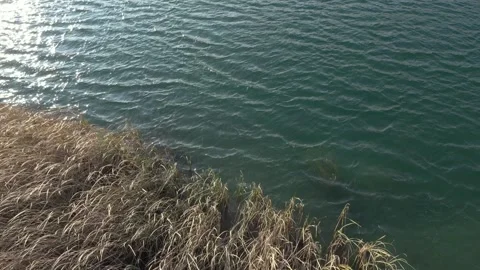 Lake reed under strong wind slow motion aerial video Stock Footage 99774043