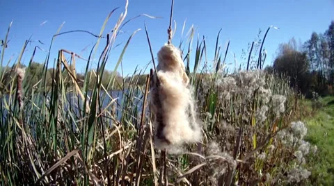 Lake, reeds 스톡 동영상 32162437