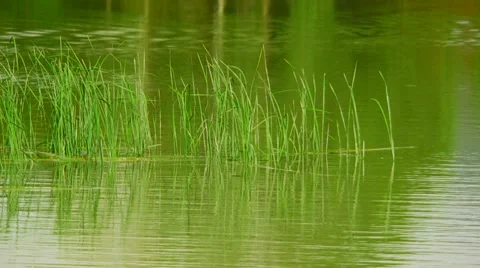 Lake With Reeds Video stock 52719734