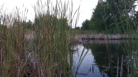 Lake with reeds Vídeo Stock 138048771