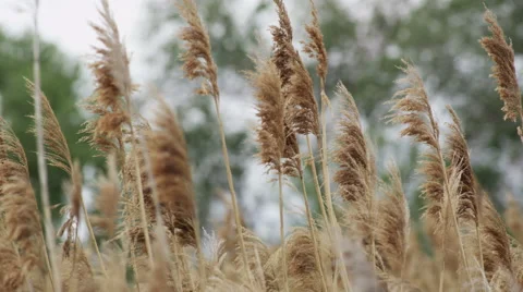 Lake reeds waves wave back and forth in the wind Video stock 52498513