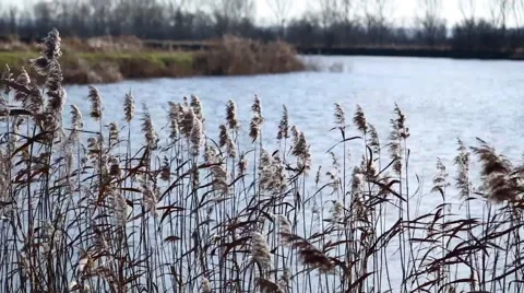 Lake reeds in the wind Stock-Footage 49274651