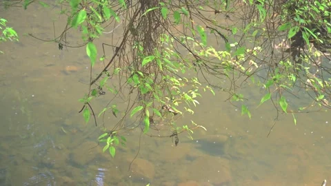 The lake reflected the leaves shining by the sun Video stock 131695044