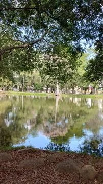 Lake reflecting the shadow of the trees Stock Photos