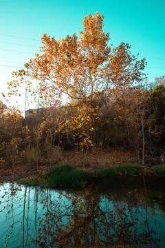 Lake reflection cyan sky with tree Stock Photos