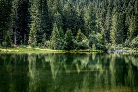 Lake reflection - Lago Trentino con riflesso del bosco Stock Photos
