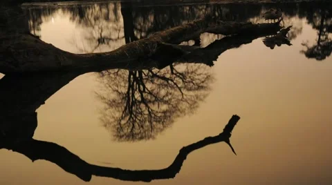 Lake Reflection at Night Timelapse  Stock Footage 976323