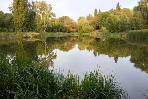 Lake reflection in park. Stock Photos