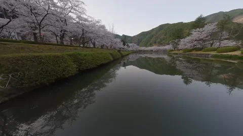 Lake Reflection of Sakura Cherry Blossoms at Sunrise in Nara, Japan FPV Drone Video stock 332162687