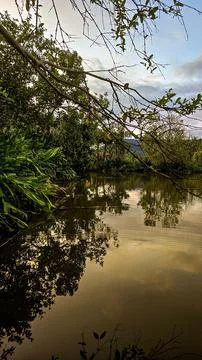 Lake with reflection of trees at dusk Stock Photos