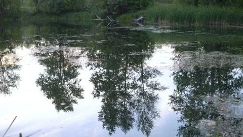 Lake with reflection of trees in water Stock Footage 138535072