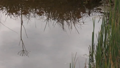 Lake reflections - autumn Stock Footage 345939327