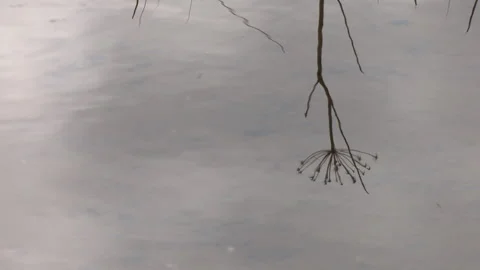 Lake reflections - autumn Stock Footage 345939393