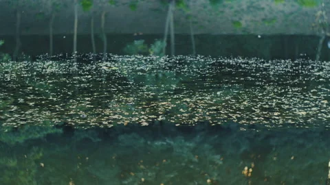 Lake Reflections 動画素材 169632826