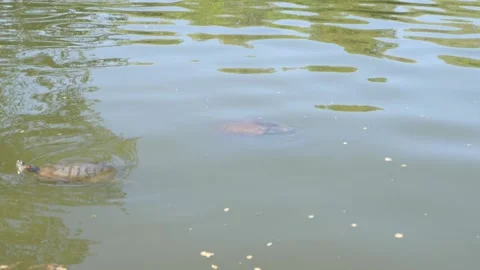 Lake reflections with a turtle swims (SlowMo) Stock Footage 162952334