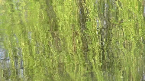 Lake Reflections Of weeping willows On A English Lake Stock Footage 152037868