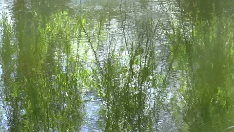 Lake Reflections Of weeping willows Stock Footage 152524708