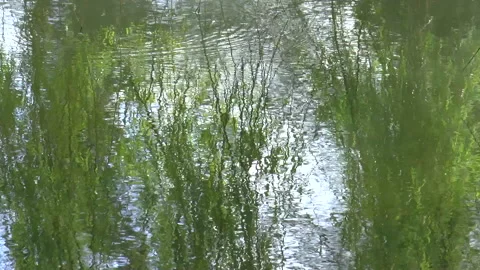Lake Reflections Of weeping willows Slow Motion Stock Footage 152346887