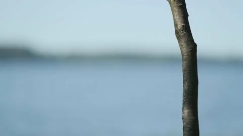 Lake refocus on a tree Stock Footage 136179640