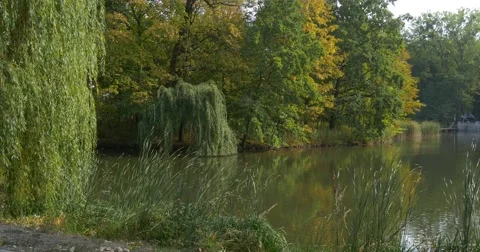 Lake River Pond in Forest Willow Tree Branches Trees with Yellow Leaves are Stock Footage 56065097