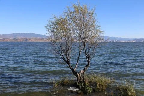 Lake with rust-colored willow and mountains in hazy daylight Stock-Fotos
