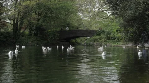 Lake at Saint Stephen's Green 库存影片 154348544
