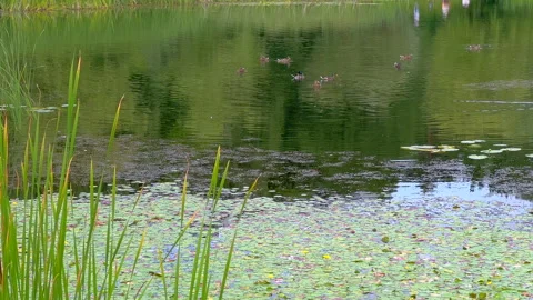 Lake scene Stock Footage 312135454