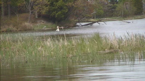 Lake scene with swan Video stock 720205