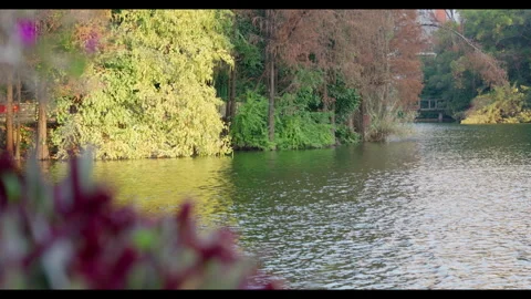 Lake Scene with Tree Reflections for Mindfulness Background Use Stock Footage 328100034