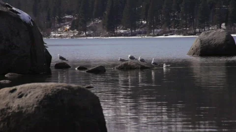 Lake with Seagulls Stock Footage 681678