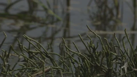 Lake Seaweed Video stock 138281620
