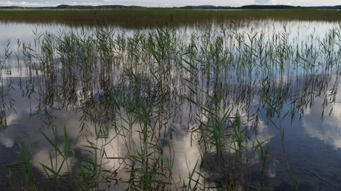 Lake sedge in close-up. Vídeos de archivo 321072459
