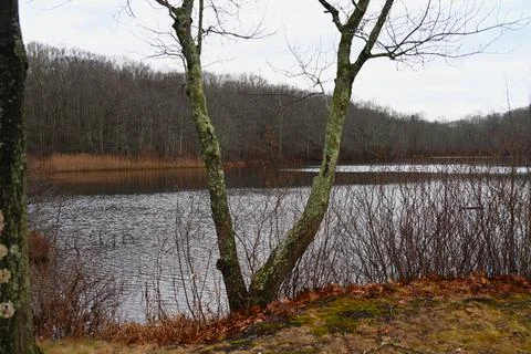 A Lake Seen Through a Tree Stock Photos