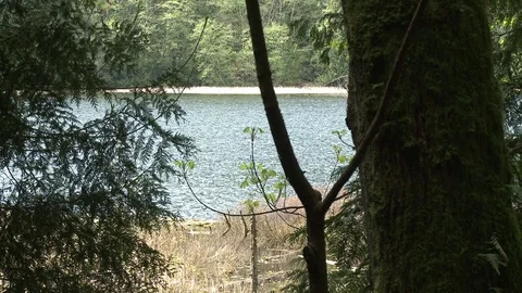Lake sequence of shots (Wide and Close up) Video stock 75249679