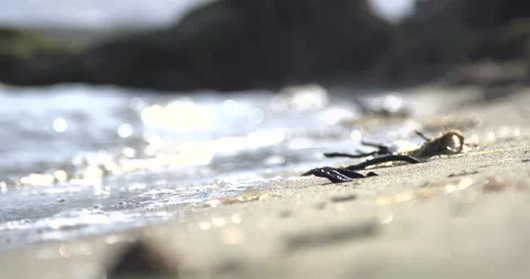 Lake Sevan Armenia Close Water Ripples on Shore Natural Light 4K Stock Footage 326639260