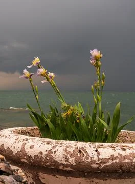Lake Sevan in Armenia during a storm. Irises in a flowerpot in the foreground Stock Photos