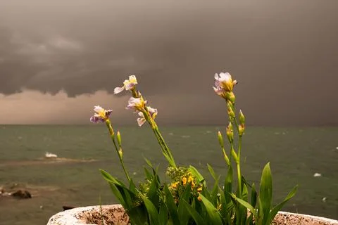 Lake Sevan in Armenia during a storm. Irises in a flowerpot in the foreground Stock Photos