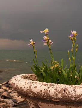 Lake Sevan in Armenia during a storm. Irises in a flowerpot in the foreground Foto stock
