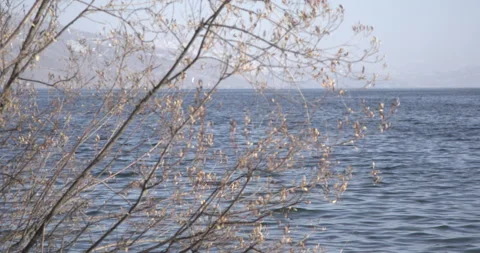 Lake Sevan Armenia Shore Foreground Branches and Water 4K Stock Footage 326638287